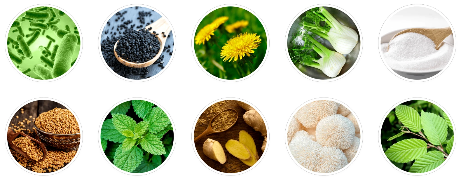 PrimeBiome ingredients